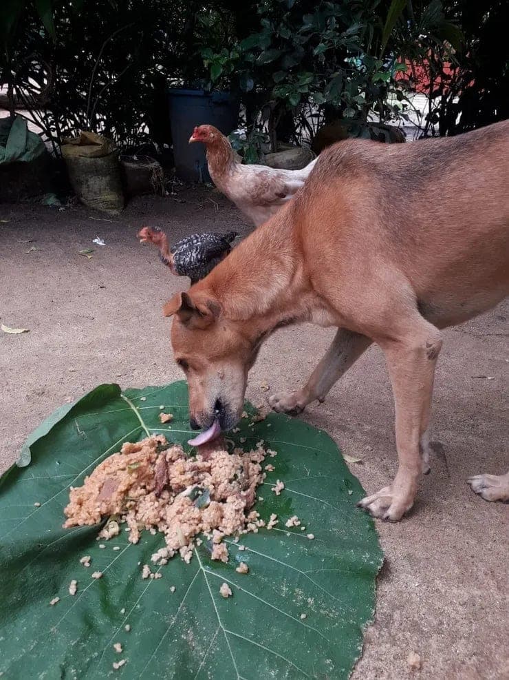 Animal welfare outreach